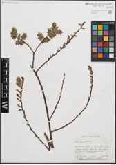 Foto von Salix humilis Marshall
